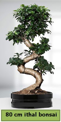 80 cm zel saksda bonsai bitkisi  Ankara ubuk Aaavundur Mah. ieki telefonlar