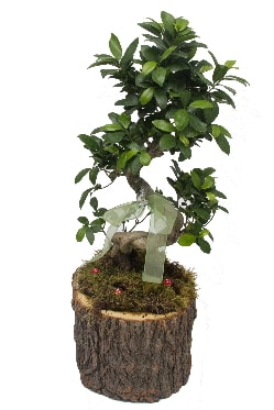 Doal ktkte bonsai saks bitkisi  Ankara ubuk Cumhuriyet Mah. iekiler