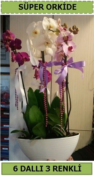 6 dall 3 renk zel vazoda orkide iei  Ankara Atatrk Mah. ubuk iek sat 